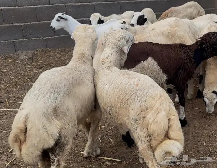 كباشة طيبة 0