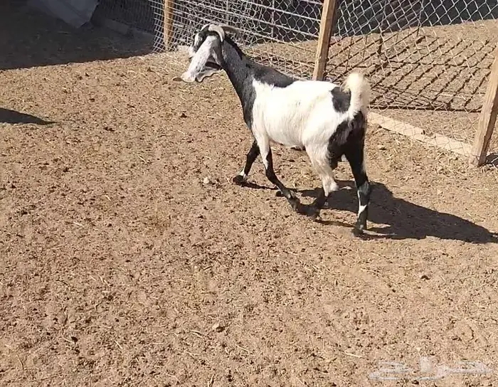 معزا مشاريك 9