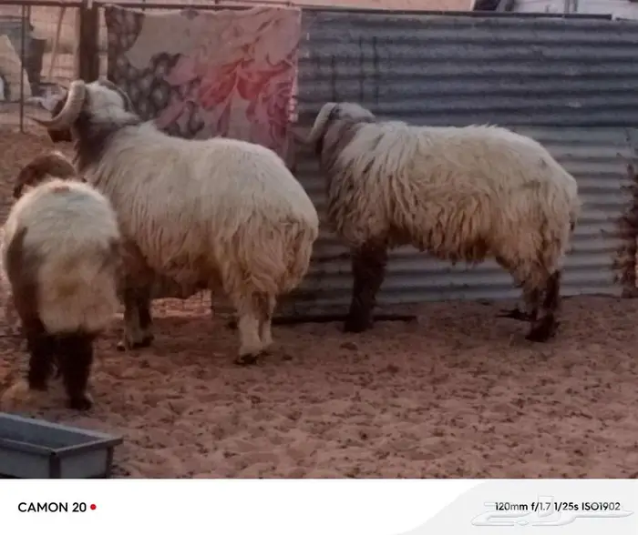 خرفان نعيم 0