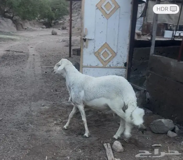مشروع فحل فاخر من الاخر 0