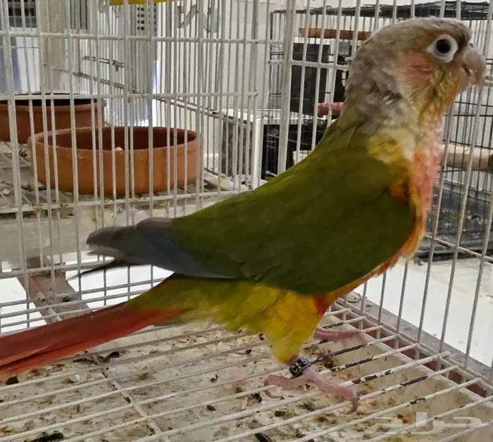 للبيع ذكر كنيور 1