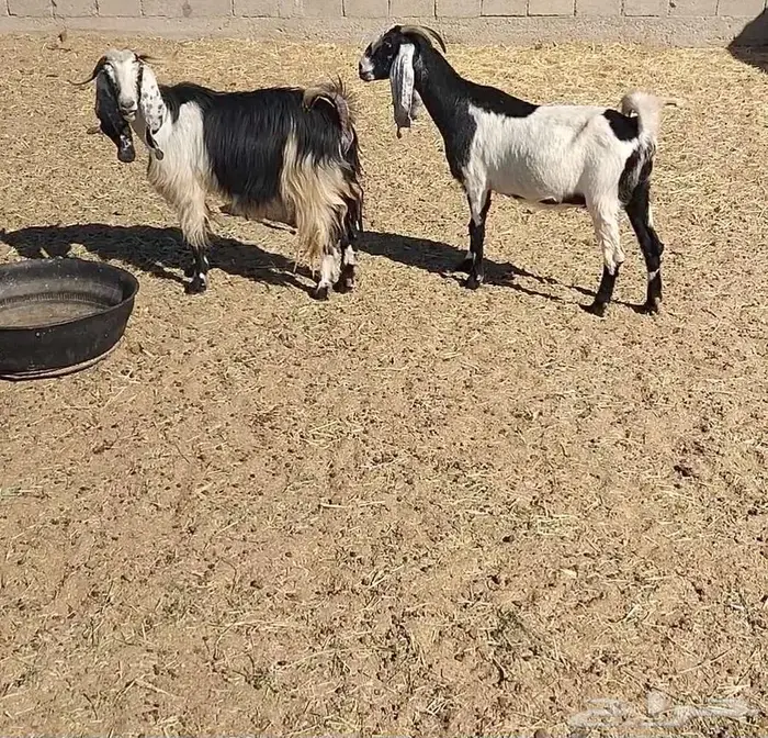 معزا مشاريك 13