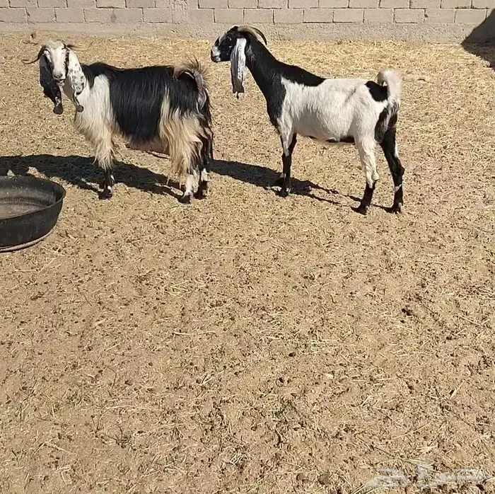 معزا مشاريك 15