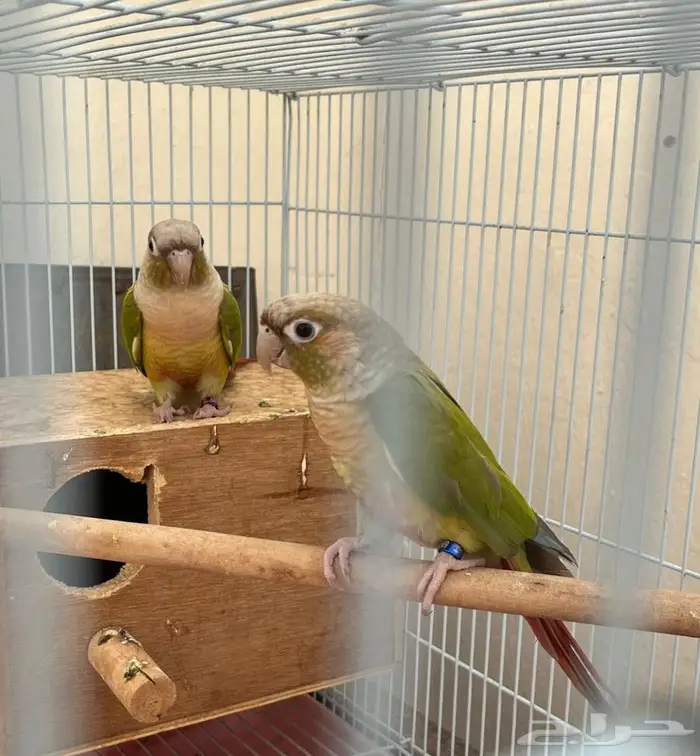 زوج كنيور أناناس ((. تم البيع )) 0