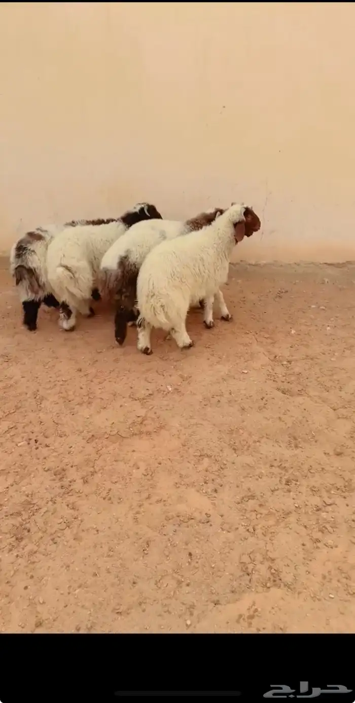 طليان نعيم الريآض حي الشفآء آي مكان نوصل فيه ذبح باقي آثنين 0