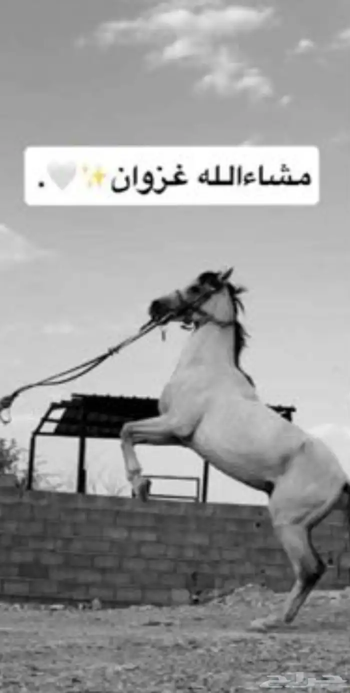 بسم الله الرحمان الرحيم 1
