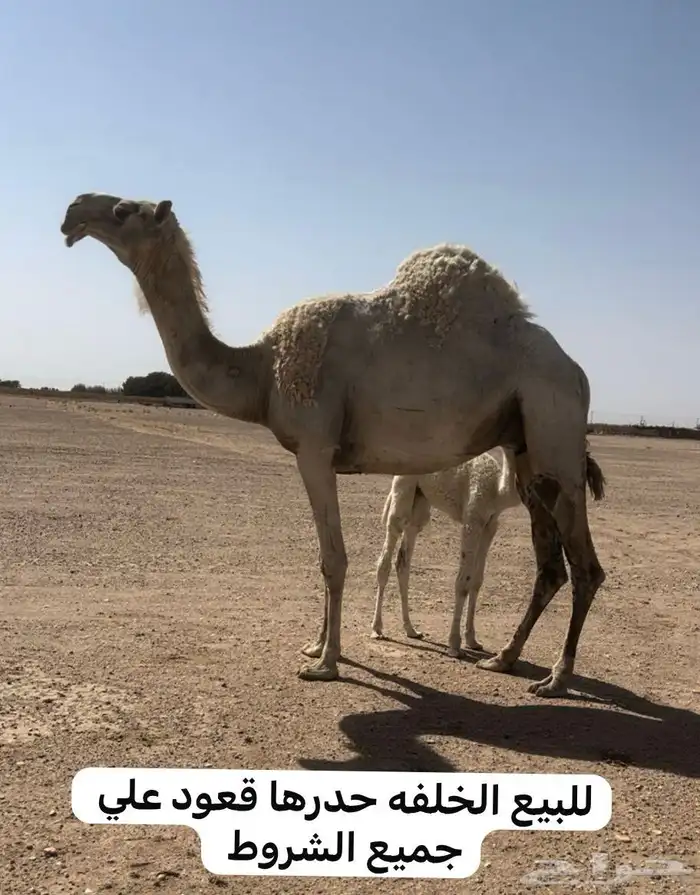 للبيع الخلفه والضريبه والبكره 0