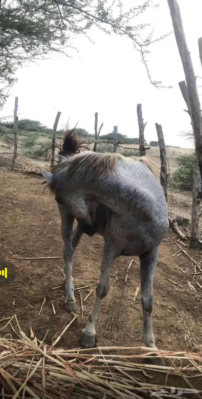 خيل 0