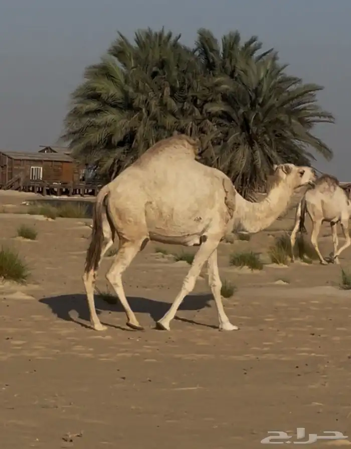ضروبه شقحا 0