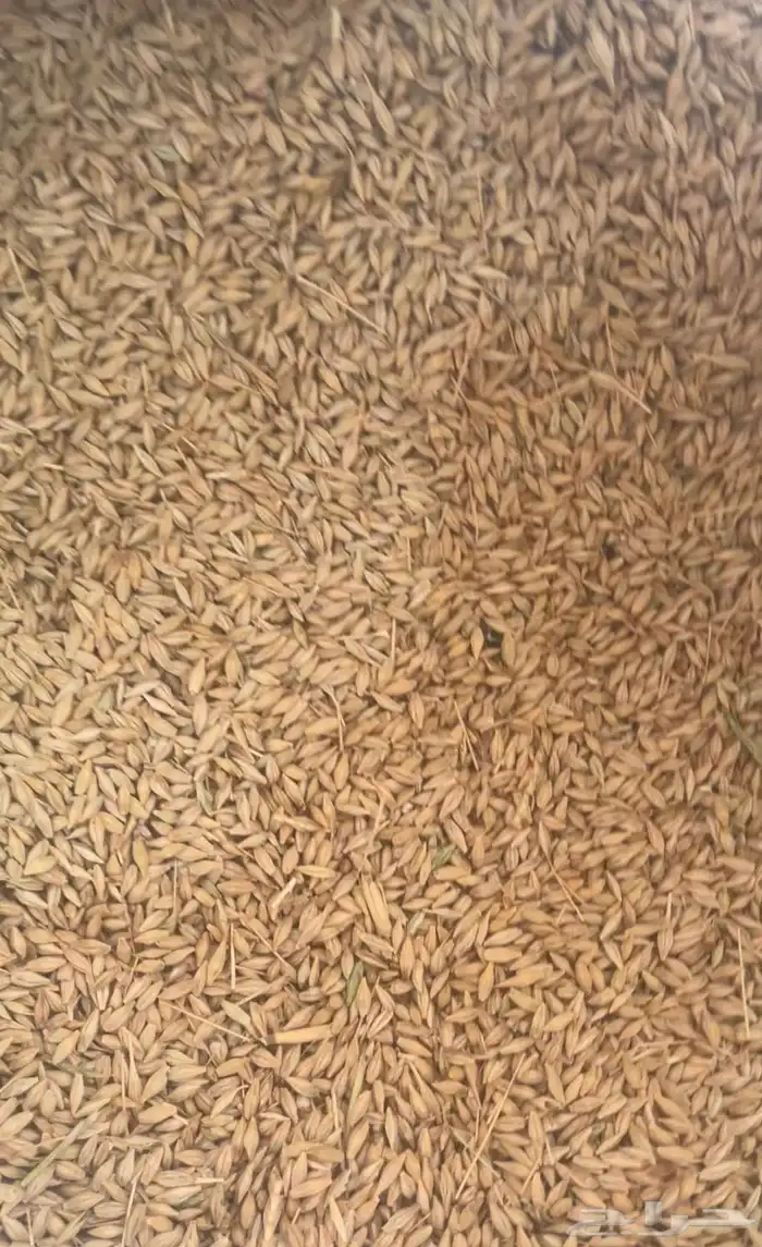 بذور شعير ثنائي 0