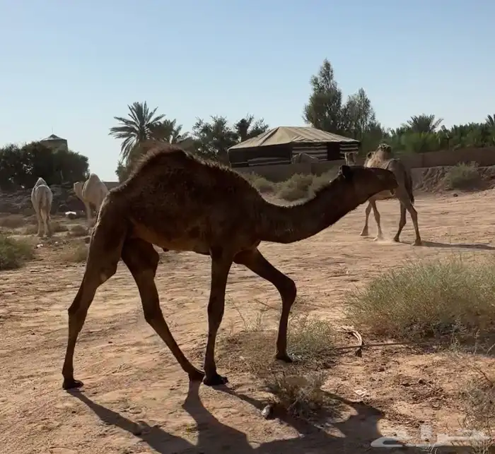 عشرا شقحاء طيبه 6