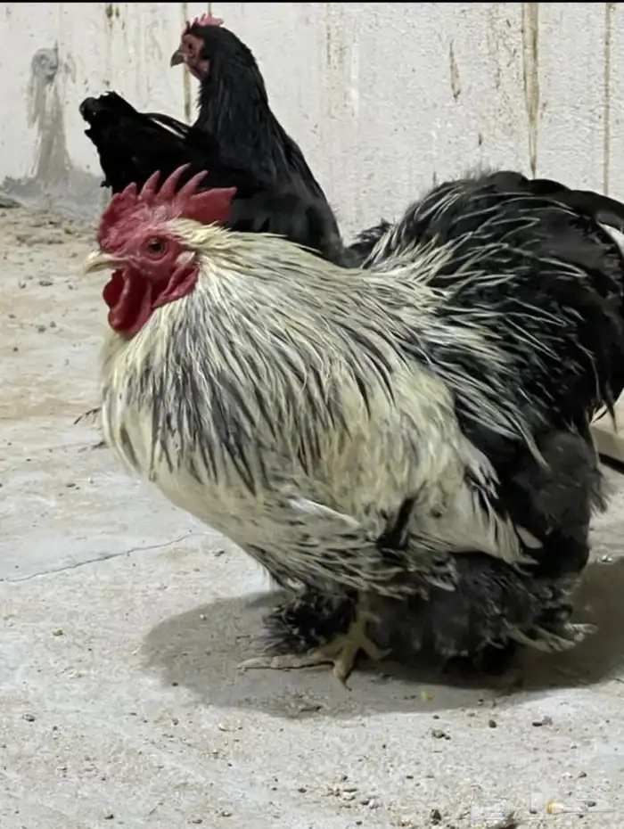 فرخ دجاج كوشن قزمي 2