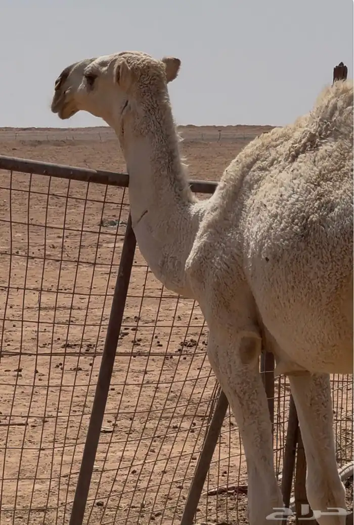 قعود طيب للبيع 6