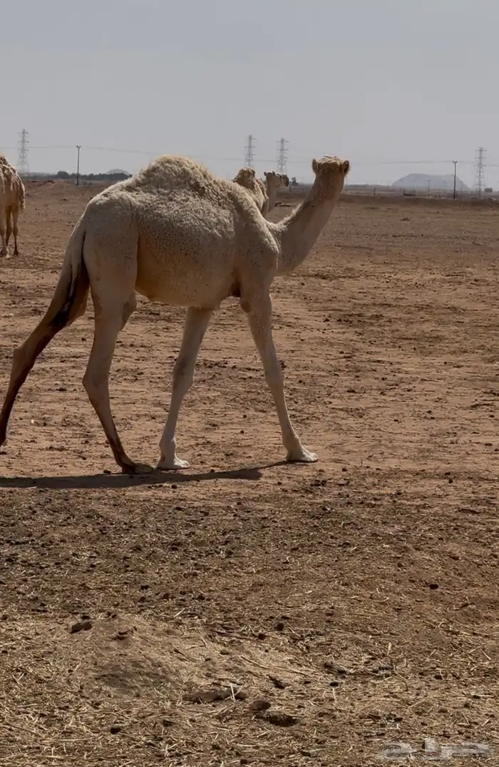 قعود طيب للبيع 4