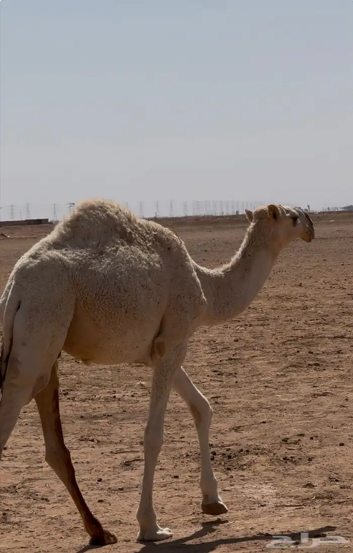 قعود طيب للبيع 3