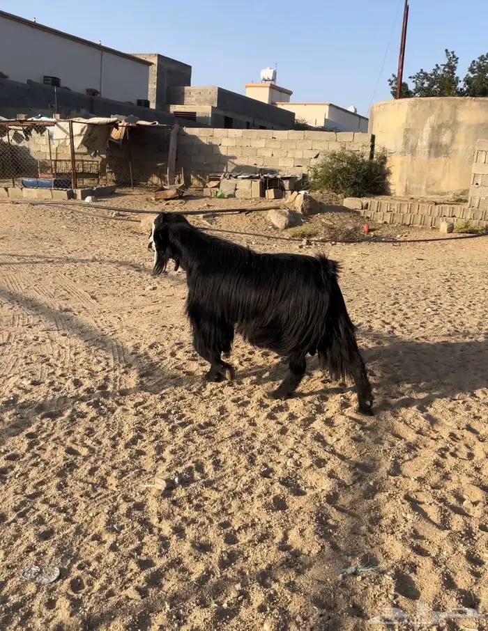 فحل معزا 3