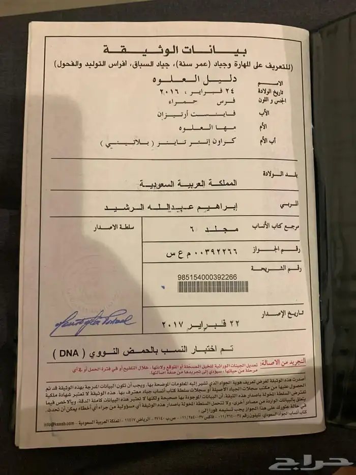 فرس انجليزية مسجله للبيع سعر مناسب جدا 4