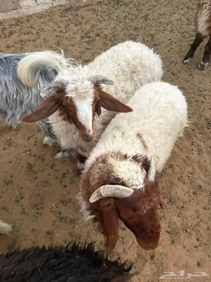 المجمعة 0