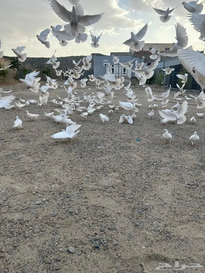 حمام فرنسي 0