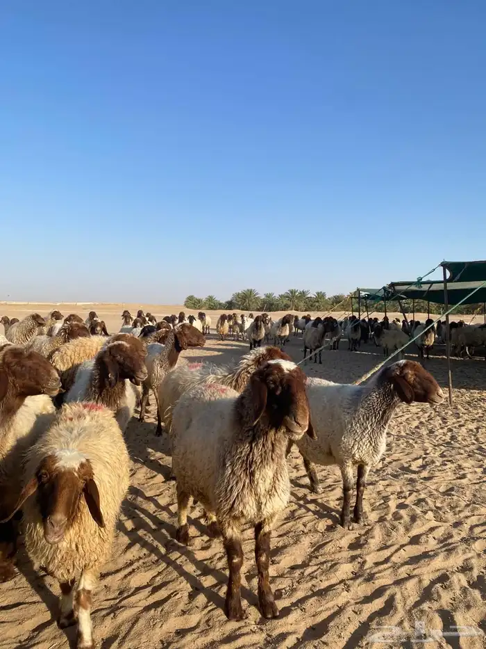 عنم نعيم دفيع شرط 1