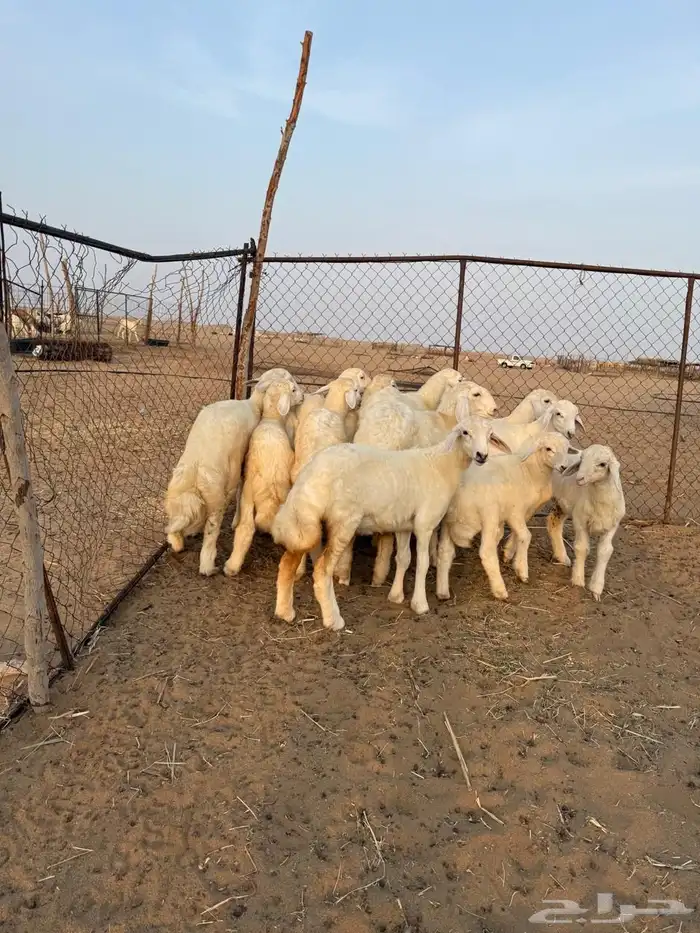 مكه المكرمه القنفذه 5