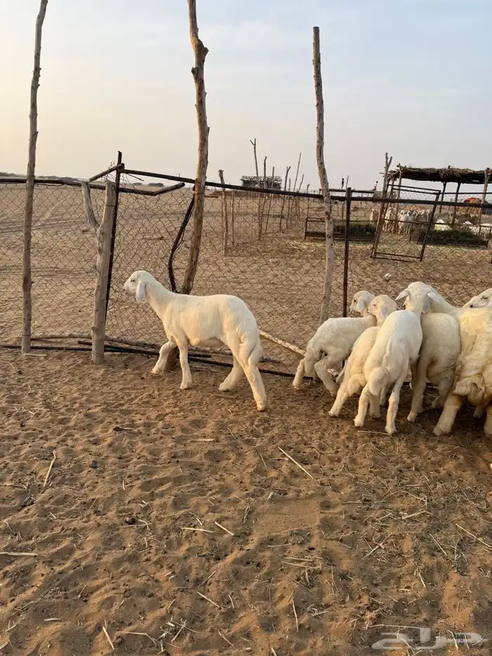 مكه المكرمه القنفذه 3