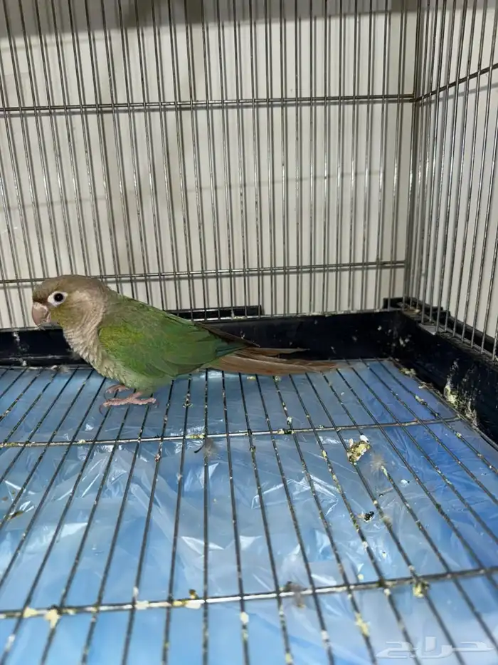 ببغاء كنيور 2