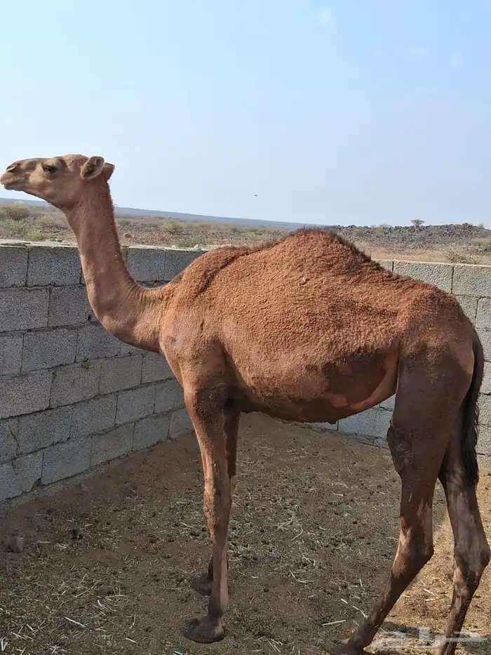بكره للبيع 0