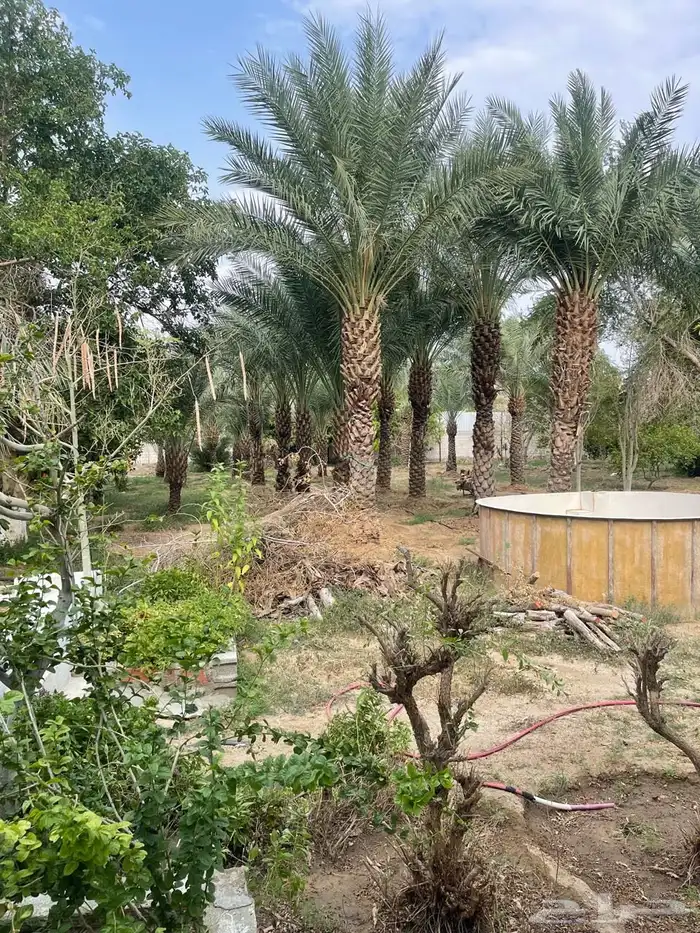 نخل للبيع 0