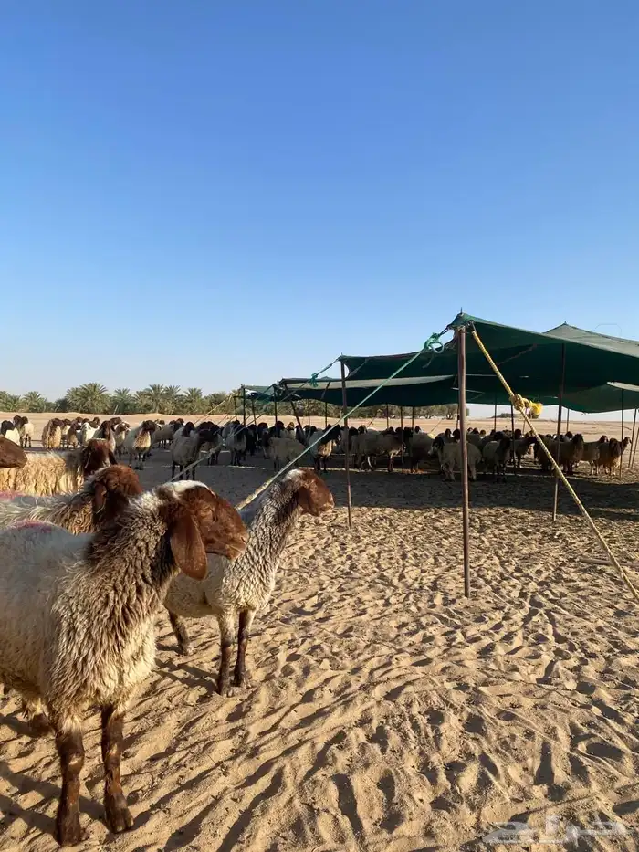 عنم نعيم دفيع شرط 0