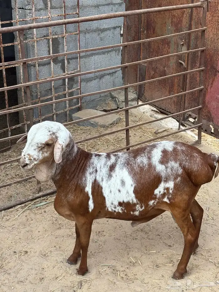 غنم برابر مطور 1