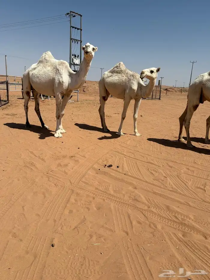 ابل للبيع 4