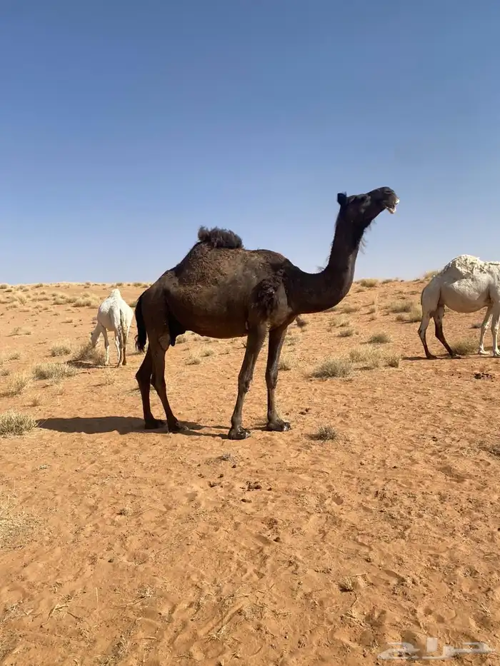 حايل قصب سمين مغلق 2