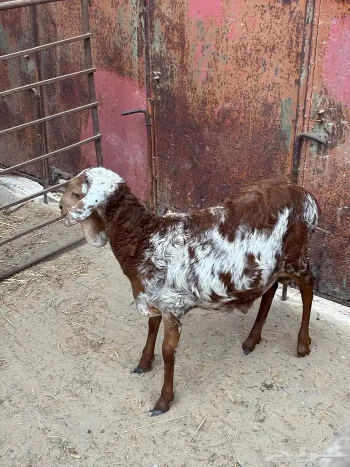 غنم برابر مطور 4