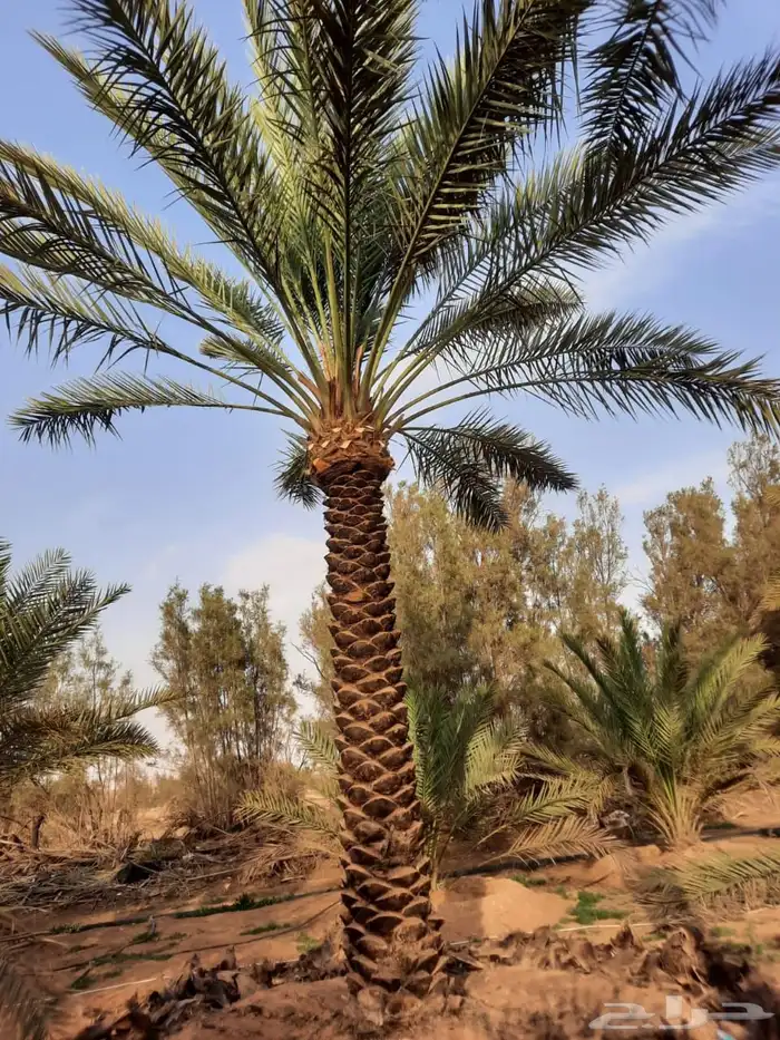 نخل عربي نخل واشنطني زيتون معمر 8