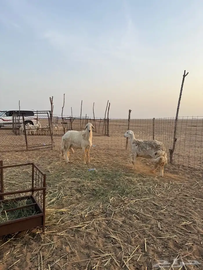 مكه المكرمه القنفذه 0