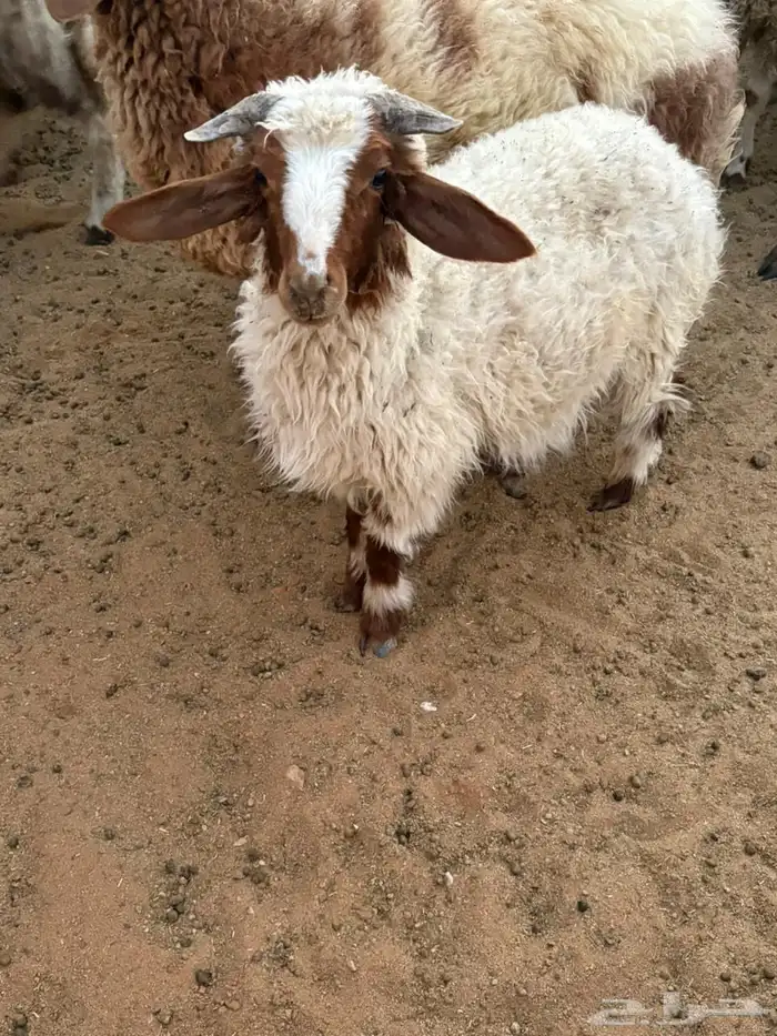 المجمعة 1