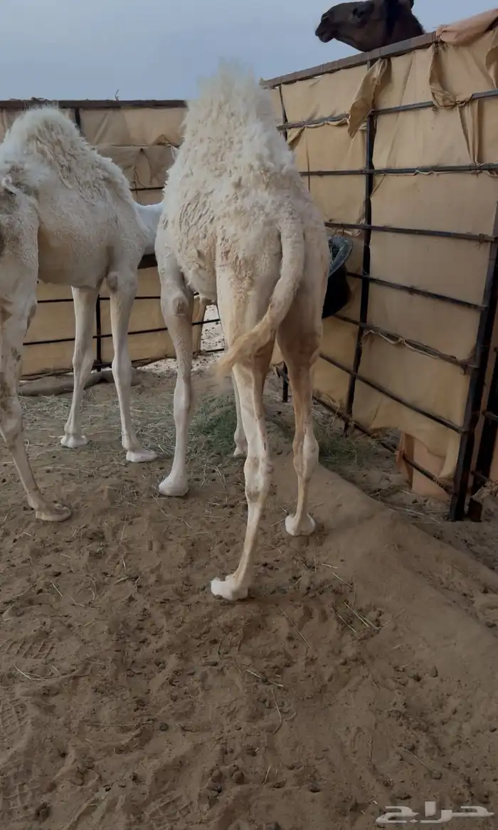 حشوان فل سمان تم البيع 0