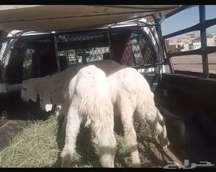 3 خرفان زي الموز ونظيفه 4