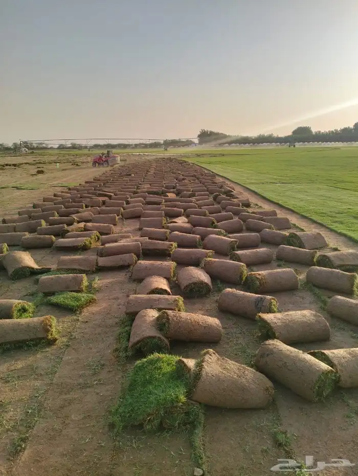 نجيله طبيعي 4