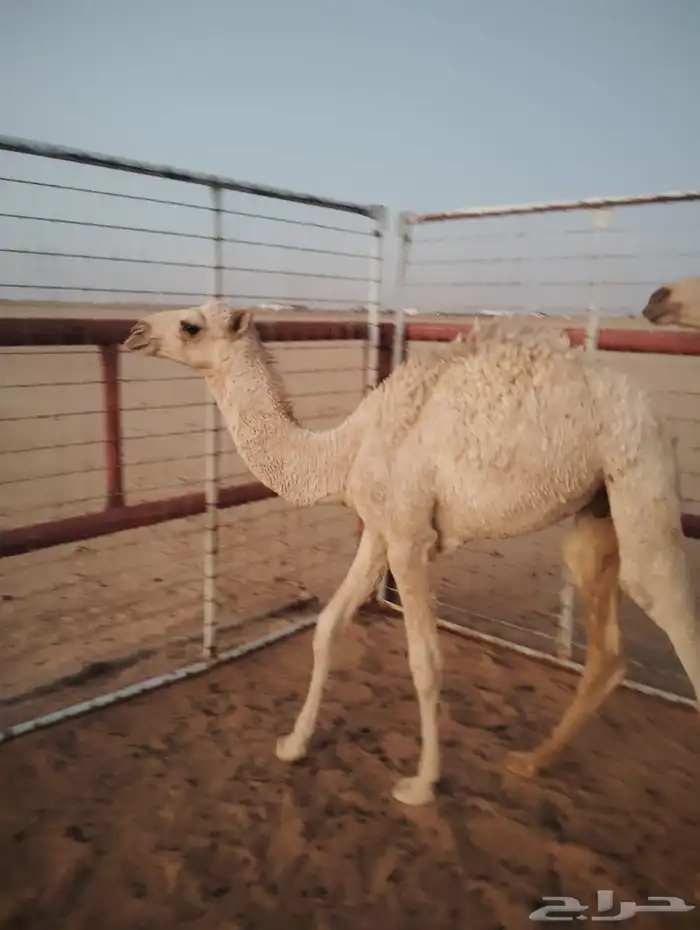 قعدان للبيع العدد2 0