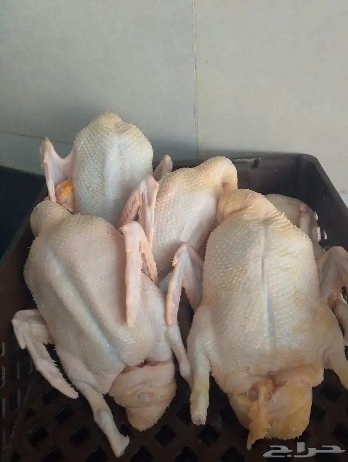 دجاج 9
