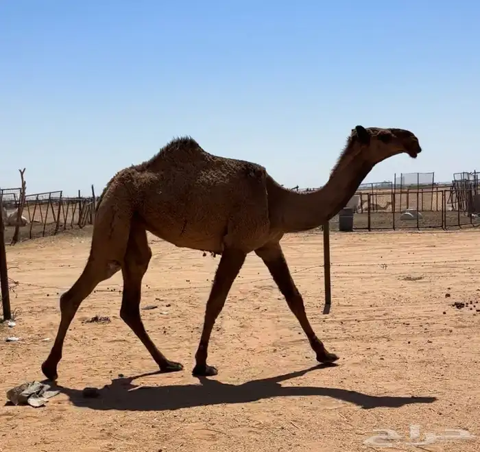 بكره صفرا طيبه 5