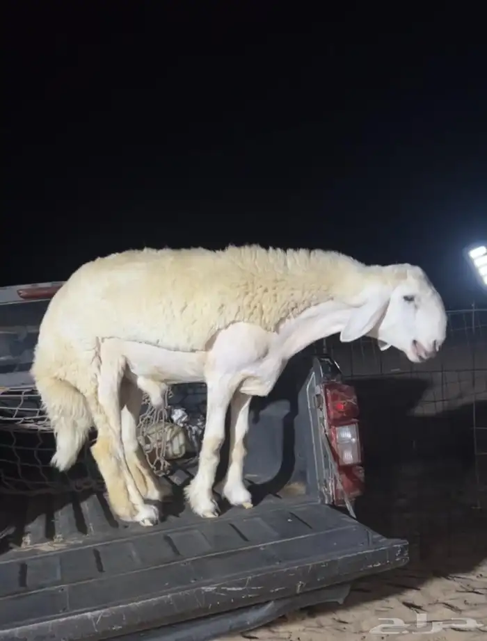 مشروع فحل حري صنف الصنف تم البيع 0