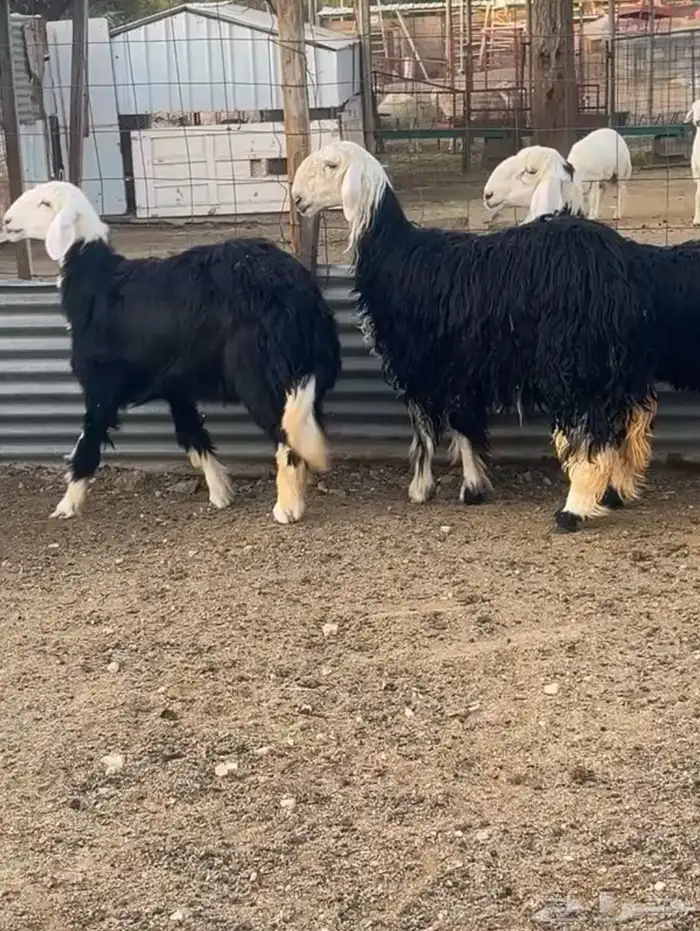 للبيع رخال نجد جبره 0