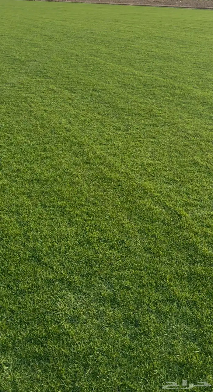 ثيل طبيعي على الشرط 2