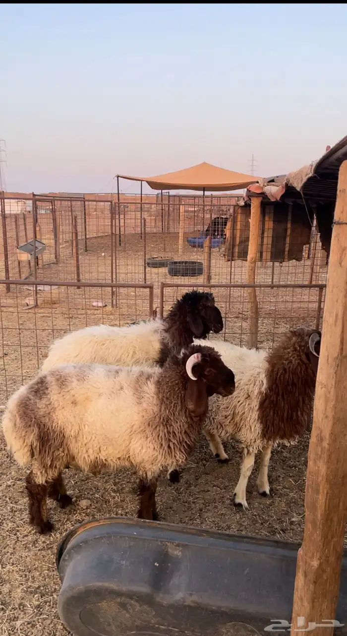 للبيع خرفان نعيم 3 0