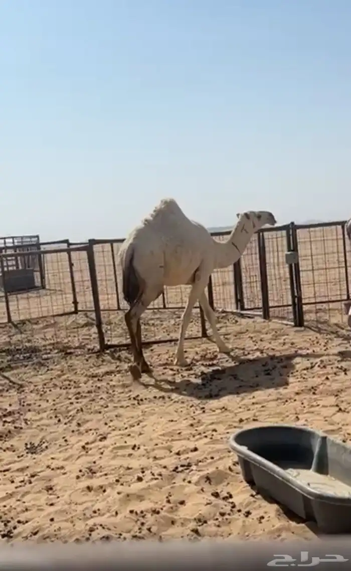 بكره لقيه كفو 0