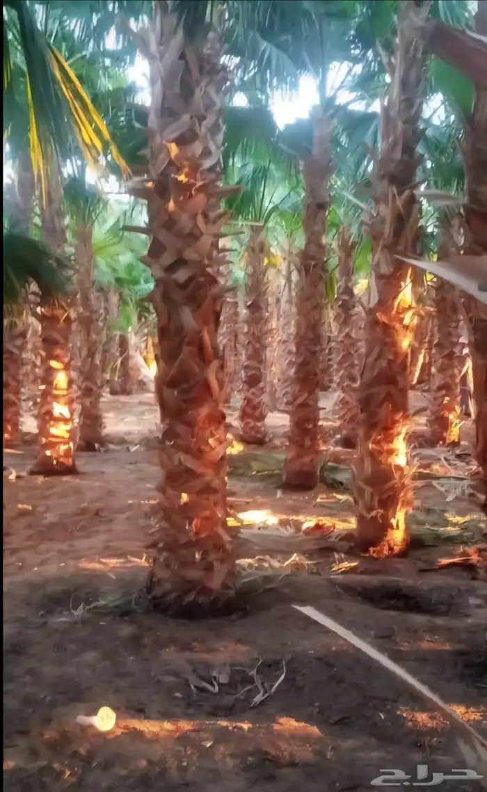 نخل عربي نخل واشنطني زيتون معمر 9