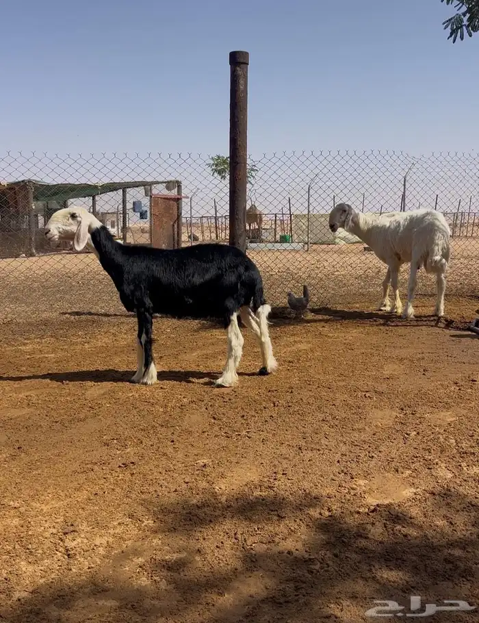 شياه نجد 0